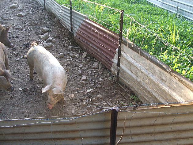Gardening with Pig Power